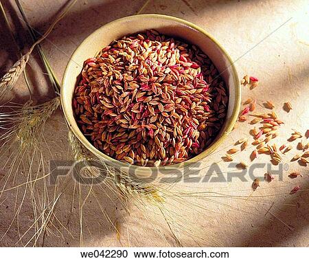 Barley View Large Photo Image Stock Image - Barley. Fotosearch