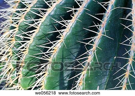 Barrel cactus View Large Photo Image Stock Photo - Barrel cactus. Fotosearch