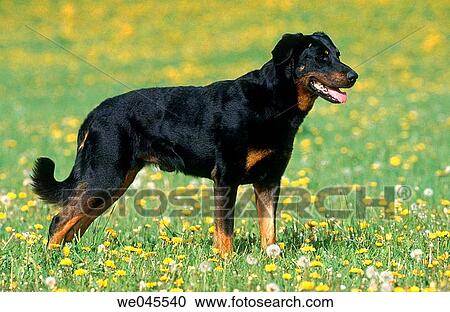 Beauceron French Shorthaired Shepherd Stock Image We045540