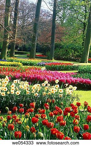Beds of spring flowers, Keukenhof gardens. Lisse, Netherlands View Large Photo Image Stock Image - Beds of spring flowers, Keukenhof gardens. Lisse, Netherlands. Fotosearch