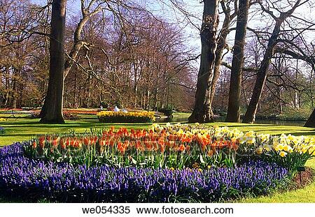 Beds of spring flowers, Keukenhof gardens. Lisse, Netherlands View Large Photo Image Stock Photography - Beds of spring flowers, Keukenhof gardens. Lisse, Netherlands. Fotosearch