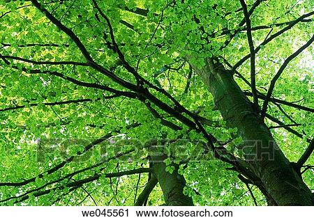 Beech tree (Fagus sylvatica). Bavaria, Germany View Large Photo Image Stock Image - Beech tree (Fagus sylvatica). Bavaria, Germany. Fotosearch