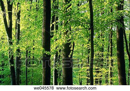 Beech tree (Fagus sylvatica) forest in spring. Bavaria, Germany View Large Photo Image Stock Photo - Beech tree (Fagus sylvatica) forest in spring. Bavaria, Germany. Fotosearch