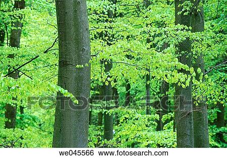 Beech tree (Fagus sylvatica) forest in spring. Bavaria, Germany View Large Photo Image Stock Photograph - Beech tree (Fagus sylvatica) forest in spring. Bavaria, Germany. Fotosearch