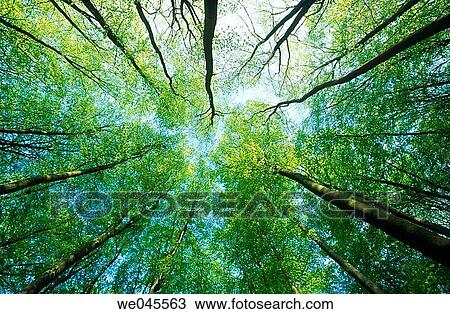 Beech tree (Fagus sylvatica) forest from the ground. Bavaria, Germany View Large Photo Image Stock Image - Beech tree (Fagus sylvatica) forest from the ground. Bavaria, Germany. Fotosearch