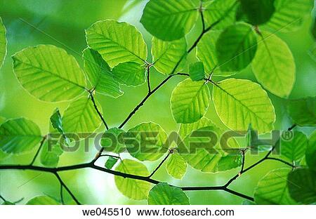 Beech tree (Fagus sylvatica) leaf in spring. Bavaria, Germany View Large Photo Image Stock Image - Beech tree (Fagus sylvatica) leaf in spring. Bavaria, Germany. Fotosearch