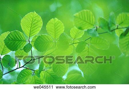 Stock Image - Beech tree (Fagus sylvatica) leaf in spring. Bavaria, Germany. Fotosearch