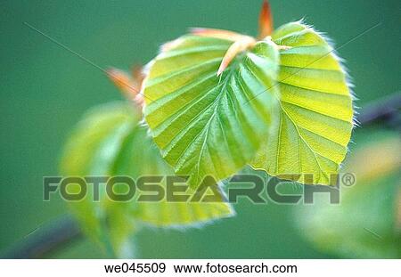 Beech tree (Fagus sylvatica) leaf in spring. Bavaria, Germany View Large Photo Image Stock Photo - Beech tree (Fagus sylvatica) leaf in spring. Bavaria, Germany. Fotosearch