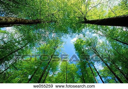 Beech-tree forest from the ground. Fagus sylvatica. Bavaria. Germany. View Large Photo Image Stock Photo - Beech-tree forest from the ground. Fagus sylvatica. Bavaria. Germany.. Fotosearch