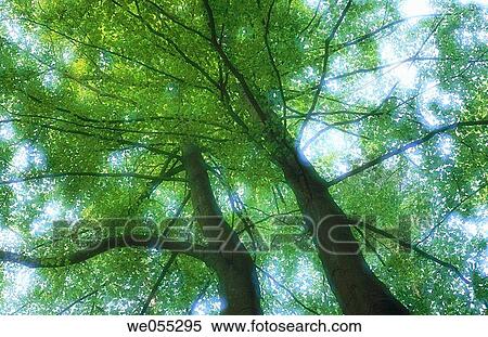 Beech trees (Fagus sylvatica). Bavaria. Germany View Large Photo Image Stock Photography - Beech trees (Fagus sylvatica). Bavaria. Germany. Fotosearch