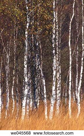 Birch forest near Oberammergau. Ammer Valley. Bavarian Alps. Germany View Large Photo Image Stock Photo - Birch forest near Oberammergau. Ammer Valley. Bavarian Alps. Germany. Fotosearch