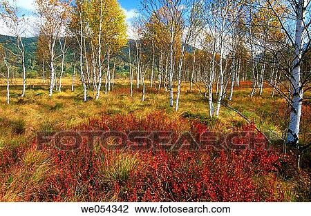 Stock Image - Birch trees in autumn. Bavaria, Germany. Fotosearch
