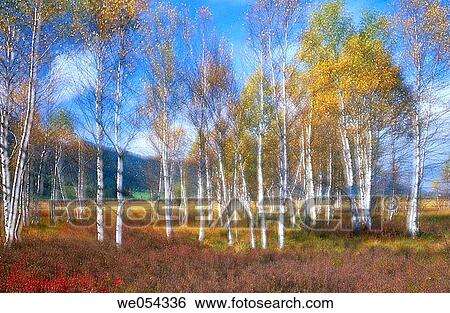 Birch trees in autumn. Bavaria, Germany View Large Photo Image Stock Photograph - Birch trees in autumn. Bavaria, Germany. Fotosearch