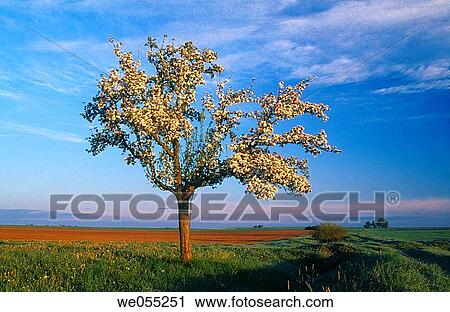 Blooming apple tree in spring. Steigerwald, Bavaria, Germany View Large Photo Image Stock Image - Blooming apple tree in spring. Steigerwald, Bavaria, Germany. Fotosearch