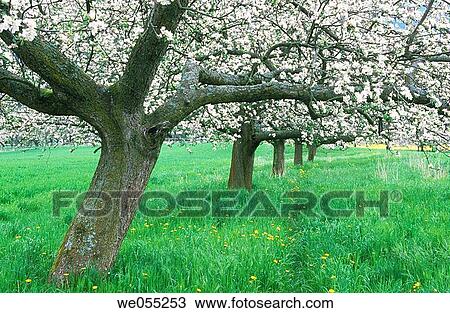 Blooming apple trees in spring. Spessart, Bavaria, Germany View Large Photo Image Stock Image - Blooming apple trees in spring. Spessart, Bavaria, Germany. Fotosearch