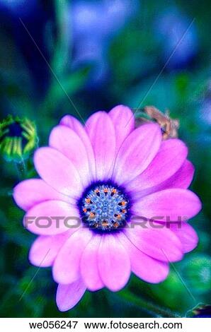 Blue African Daisy (Dimorphotheca hybrid). View Large Photo Image Stock Photo - Blue African Daisy (Dimorphotheca hybrid).. Fotosearch