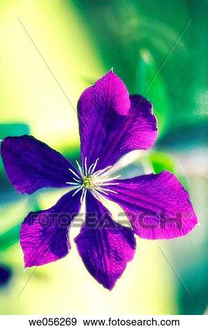 Blue clematis flower, sunlit background (Clematis hybrid). June 2006. Maryland, USA. View Large Photo Image Stock Photo - Blue clematis flower, sunlit background (Clematis hybrid). June 2006. Maryland, USA.. Fotosearch