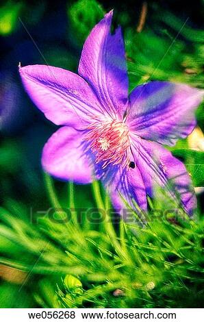 Blue Clematis Flower Touching Grass (Clematis hybrid)). June 2006. Maryland, USA. View Large Photo Image Stock Photo - Blue Clematis Flower Touching Grass (Clematis hybrid)). June 2006. Maryland, USA.. Fotosearch