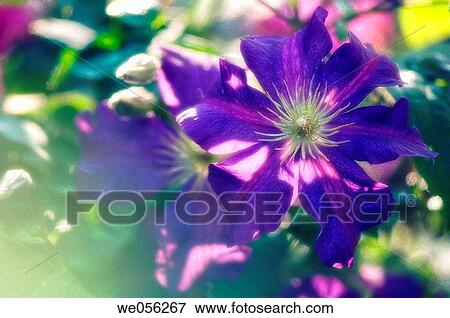 Blue Clematis Flowers (Clematis hybrid). June 2006. Maryland, USA. View Large Photo Image Stock Photo - Blue Clematis Flowers (Clematis hybrid). June 2006. Maryland, USA.. Fotosearch