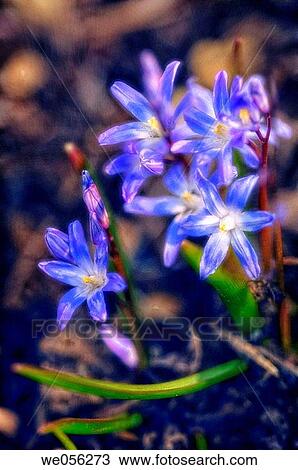 Blue Glory Of The Snow Flowers (Chionodoxa luciliae). March 2006. Maryland, USA. View Large Photo Image Stock Image - Blue Glory Of The Snow Flowers (Chionodoxa luciliae). March 2006. Maryland, USA.. Fotosearch