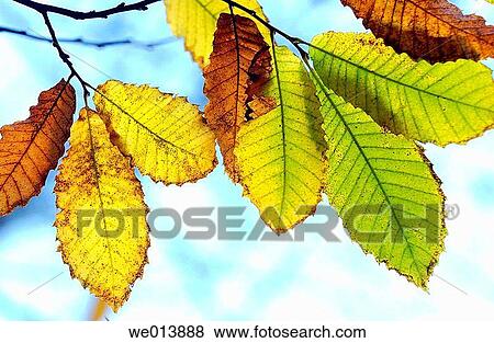 botany, day, brown, branch, autumn View Large Photo Image Stock Photo - botany, day, brown, branch, autumn. Fotosearch