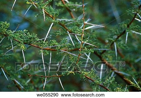 Branch with thorns. Namibia, Africa View Large Photo Image Stock Image - Branch with thorns. Namibia, Africa. Fotosearch
