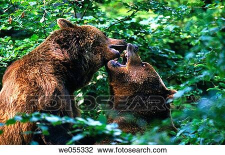 Brown bears (Ursus arctos) View Large Photo Image Stock Image - Brown bears (Ursus arctos). Fotosearch