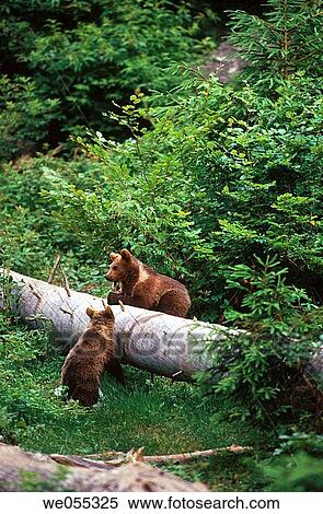 Brown Bears (Ursus arctos) View Large Photo Image Stock Photography - Brown Bears (Ursus arctos). Fotosearch