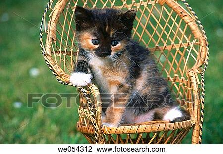 Cat View Large Photo Image Stock Image - Cat. Fotosearch