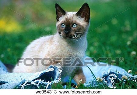Cat View Large Photo Image Stock Image - Cat. Fotosearch