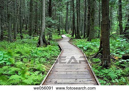 Cedars trail, Glacier National Park. Montana, USA View Large Photo Image Stock Image - Cedars trail, Glacier National Park. Montana, USA. Fotosearch