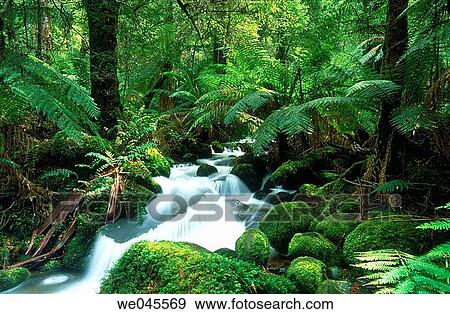 Cement Creek, Yarra Ranges National Park. Victoria, Australia View Large Photo Image Stock Photo - Cement Creek, Yarra Ranges National Park. Victoria, Australia. Fotosearch