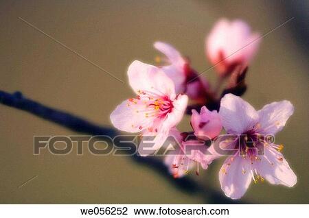 Cherry Blossom (Prunus cerasifera). March 2006. Maryland, USA. View Large Photo Image Stock Image - Cherry Blossom (Prunus cerasifera). March 2006. Maryland, USA.. Fotosearch