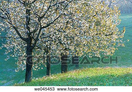 Cherry tree. Baden-W? rttemberg, Germany View Large Photo Image Stock Image - Cherry tree. Baden-W? rttemberg, Germany. Fotosearch