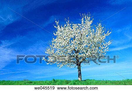 Cherry tree. Baden-W? rttemberg, Germany View Large Photo Image Stock Photo - Cherry tree. Baden-W? rttemberg, Germany. Fotosearch