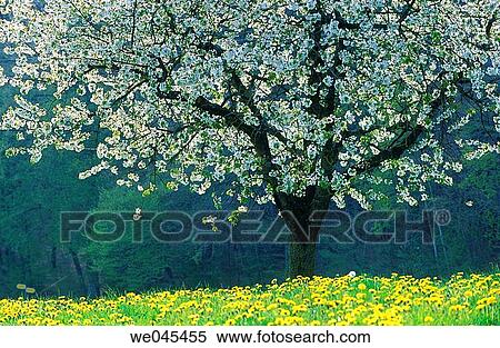 Cherry tree. Baden-W? rttemberg, Germany View Large Photo Image Stock Photography - Cherry tree. Baden-W? rttemberg, Germany. Fotosearch