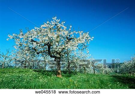 Cherry tree in Lake Constance region. Baden-W? rttemberg, Germany View Large Photo Image Stock Photo - Cherry tree in Lake Constance region. Baden-W? rttemberg, Germany. Fotosearch