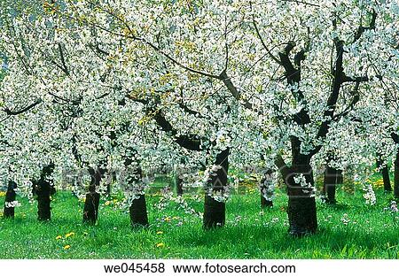 Cherry tree orchard. Germany View Large Photo Image Stock Photo - Cherry tree orchard. Germany. Fotosearch