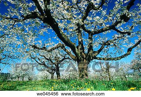 Cherry tree plantation in Lake Constance region. Baden-W? rttemberg, Germany View Large Photo Image Stock Photograph - Cherry tree plantation in Lake Constance region. Baden-W? rttemberg, Germany. Fotosearch