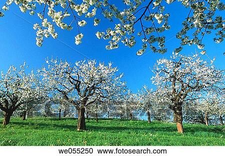 Cherry-tree. Plantation Baden-Wurttemberg. Germany View Large Photo Image Stock Image - Cherry-tree. Plantation Baden-Wurttemberg. Germany. Fotosearch