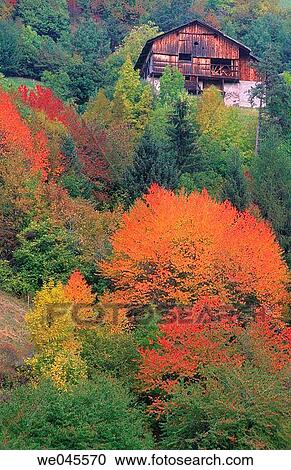 Cherry trees in autumn colors and farmhouse. South Tyrol, Italy View Large Photo Image Stock Image - Cherry trees in autumn colors and farmhouse. South Tyrol, Italy. Fotosearch