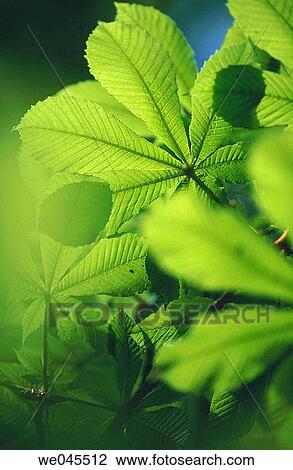 Chestnut tree (Aesculus hippocastanum) leaf in spring. Bavaria, Germany View Large Photo Image Stock Image - Chestnut tree (Aesculus hippocastanum) leaf in spring. Bavaria, Germany. Fotosearch