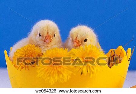 Stock Photograph - Chicken in Easter egg with dandelions. Fotosearch