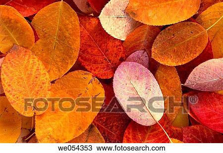 Colourful leaves. Germany View Large Photo Image Stock Image - Colourful leaves. Germany. Fotosearch