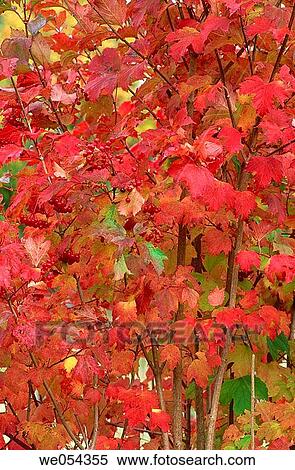 Colourful leaves of Guelder Rose (Viburnum opulus). Germany View Large Photo Image Stock Photography - Colourful leaves of Guelder Rose (Viburnum opulus). Germany. Fotosearch