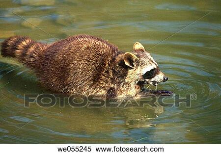 Stock Photography - Common Raccoon (Procyon lotor). Fotosearch