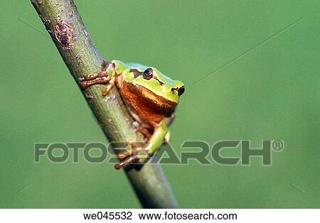 Common Tree Frog (Hyla arborea). Bavaria, Germany View Large Photo Image Stock Image - Common Tree Frog (Hyla arborea). Bavaria, Germany. Fotosearch