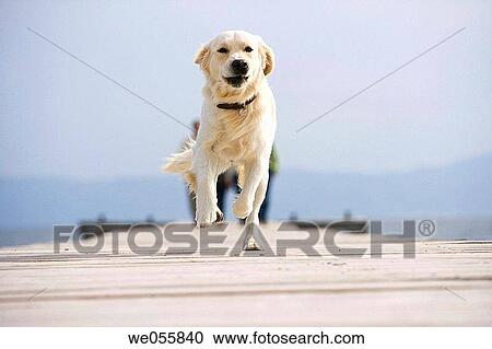 contemporary, dog, dock, day, animal View Large Photo Image Stock Image - contemporary, dog, dock, day, animal. Fotosearch