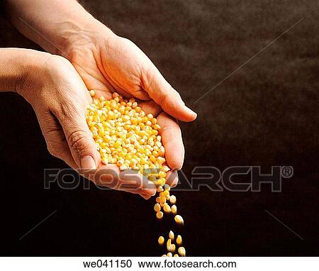 Corn View Large Photo Image Stock Image - Corn. Fotosearch
