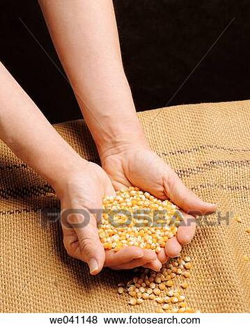 Corn View Large Photo Image Stock Photo - Corn. Fotosearch